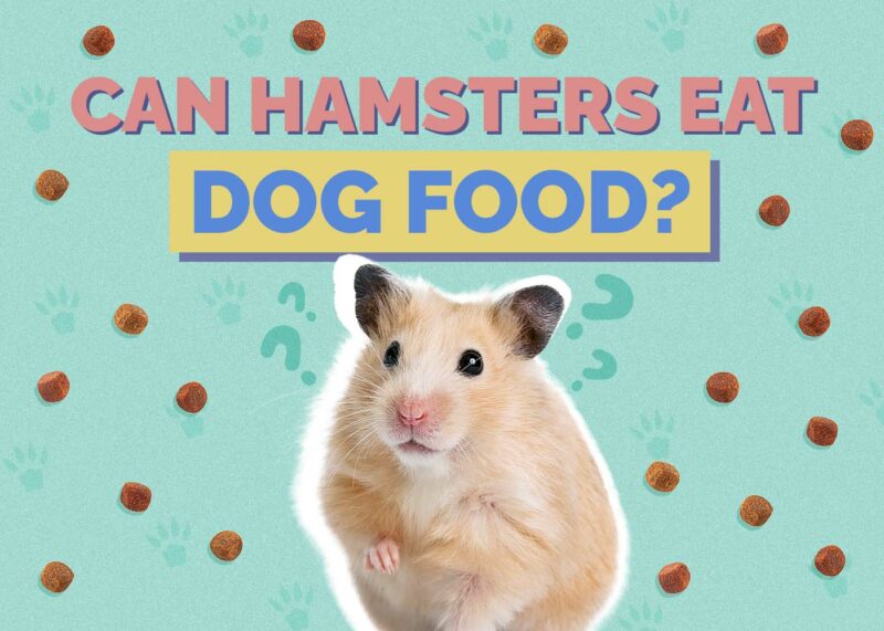Lilac Syrian Hamster Syrian Hamster Safe Hamster Diet Can Hamsters