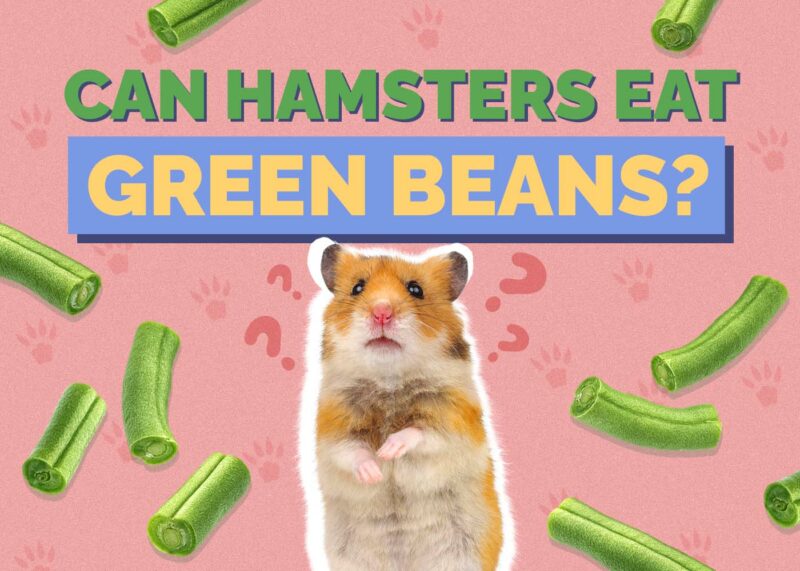 Hepper_Can Hamster Eat_Green Beans