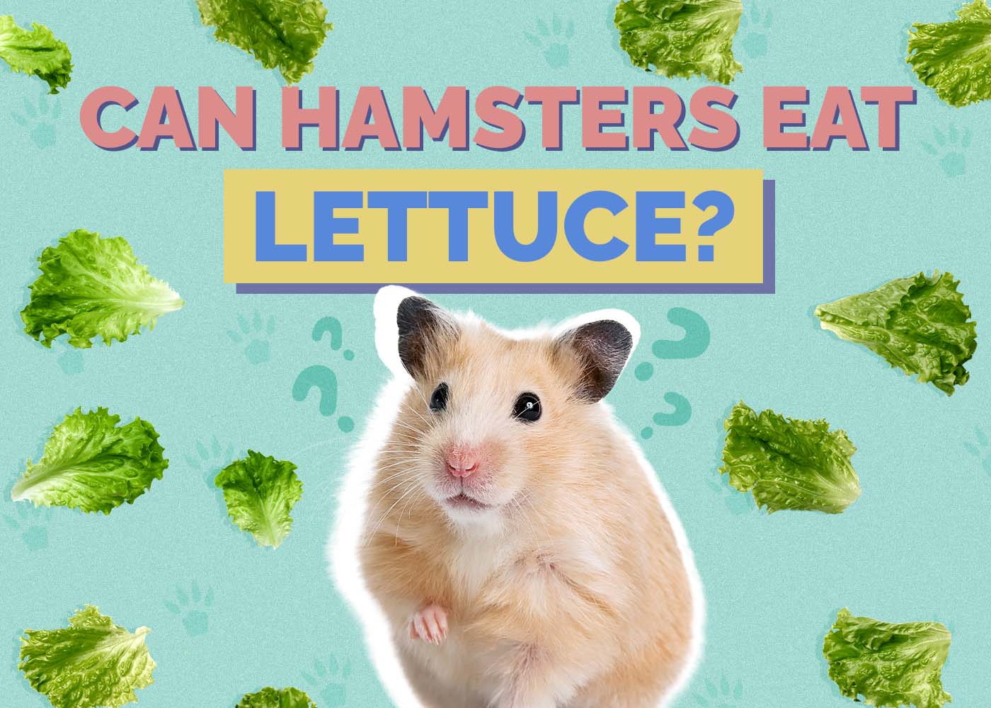Hepper_Can Hamster Eat_Lettuce