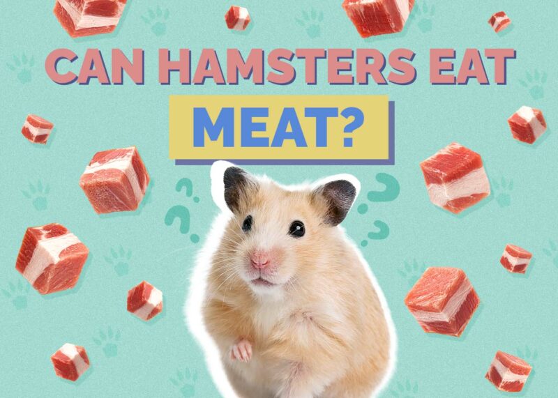Hepper_Can Hamster Eat_Meat