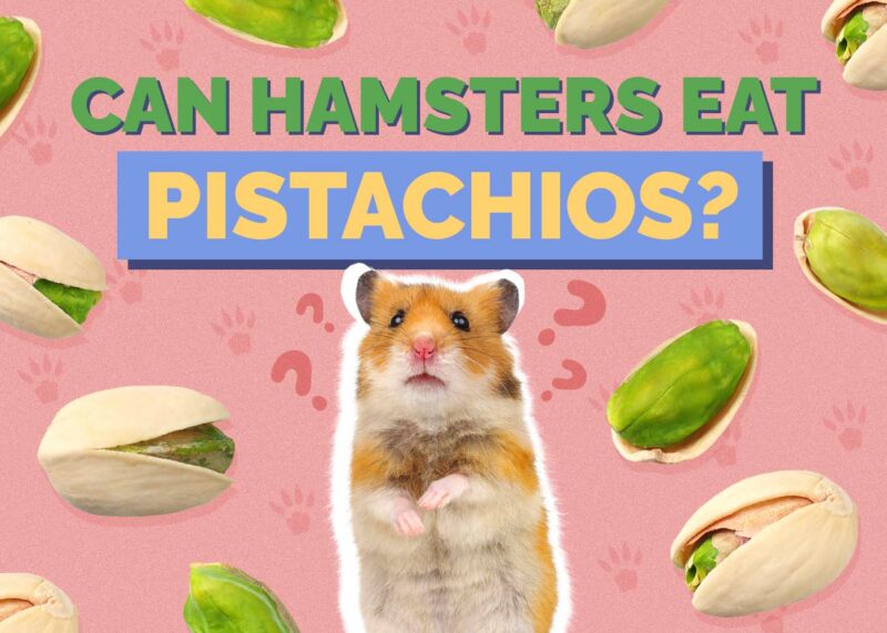 Hepper_Can Hamster Eat_Pistachios