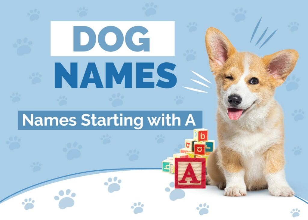 Dog Names Starting With A for Your Amazing Pup