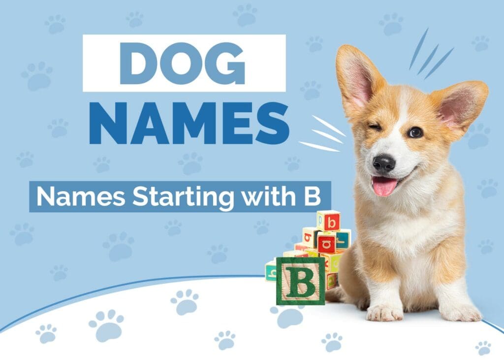 Dog Names Starting with B for Your Pup