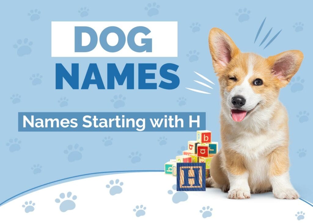 Dog Names Starting With H for Your Hairy Pup