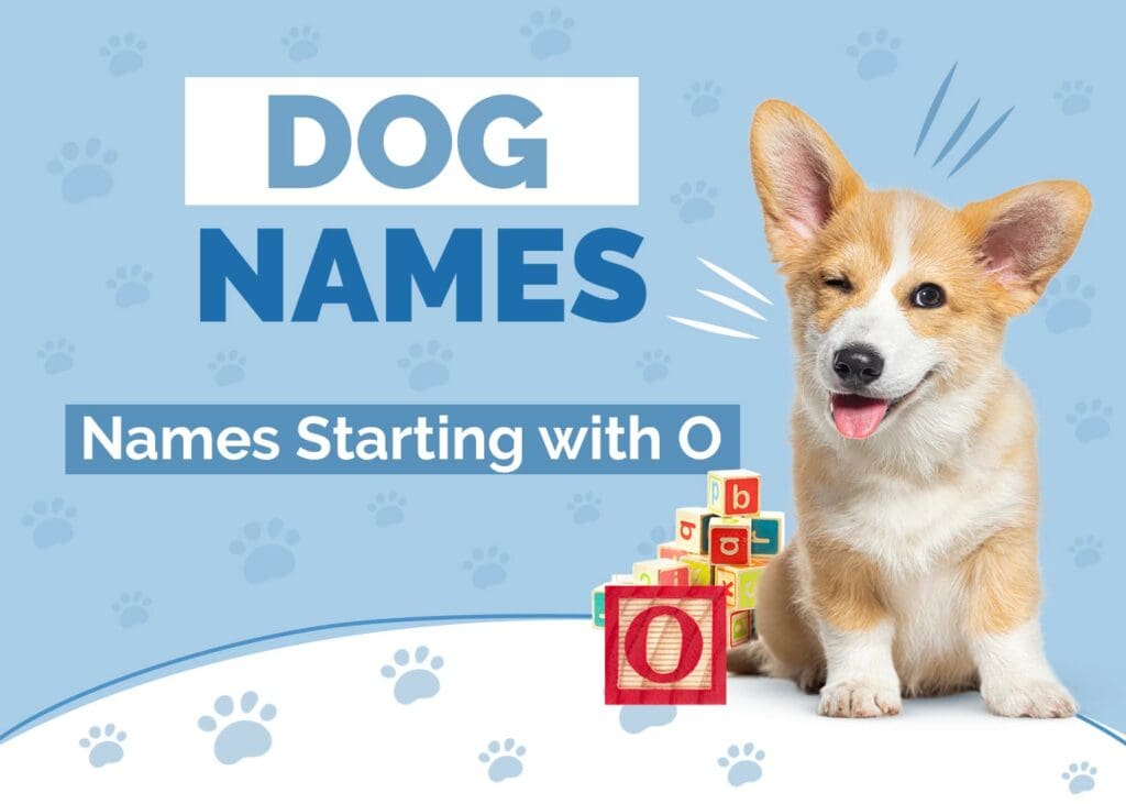 Dog Names Starting with O for Your New Pup