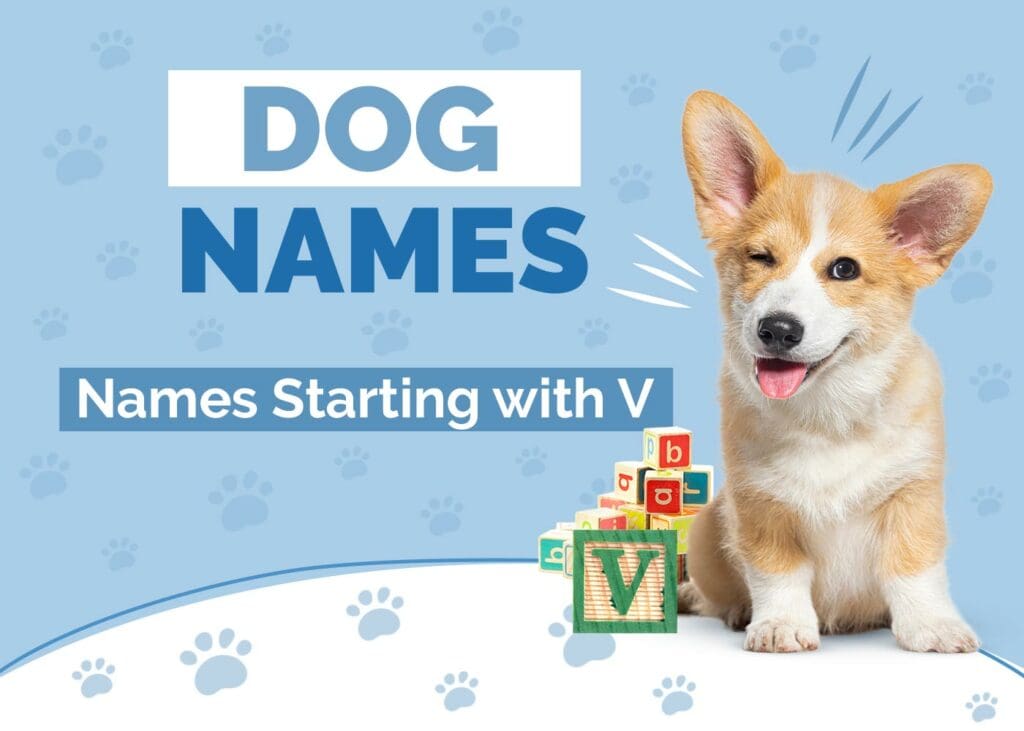 Dog Names Starting With V: Ideas for Your Valuable Friend