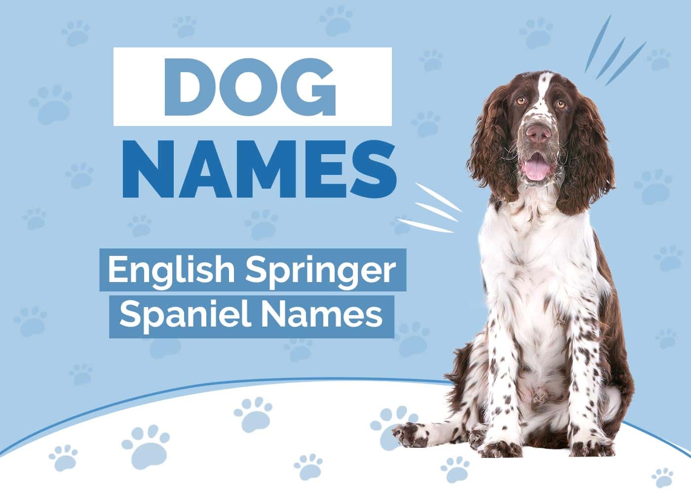 137 Amazing English Springer Spaniels Names Ideas for Sophisticated