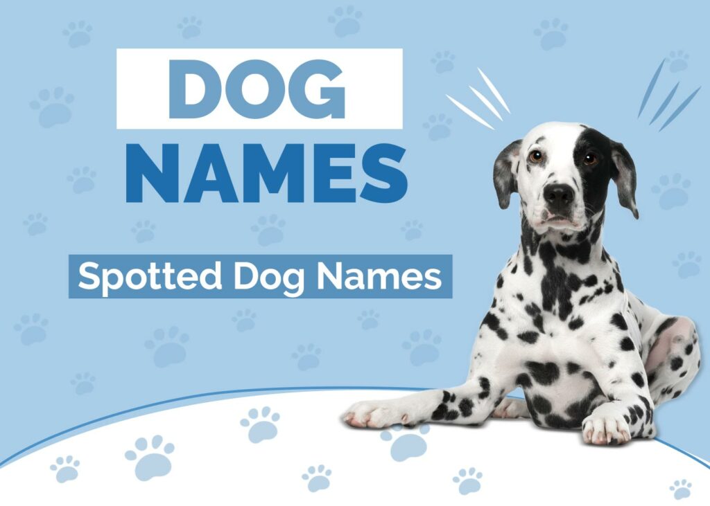 Names for Spotted Dogs