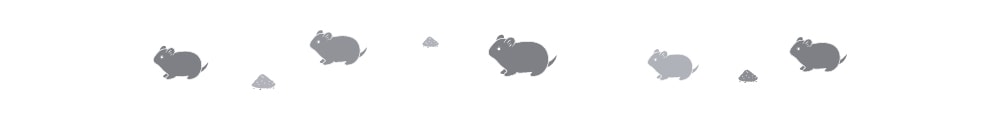 Hepper_divider_hamster