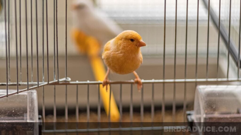 Wire Cage