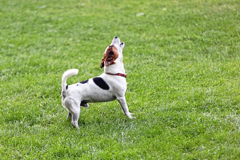 Jack Russell Terrier dog Barking and Howling