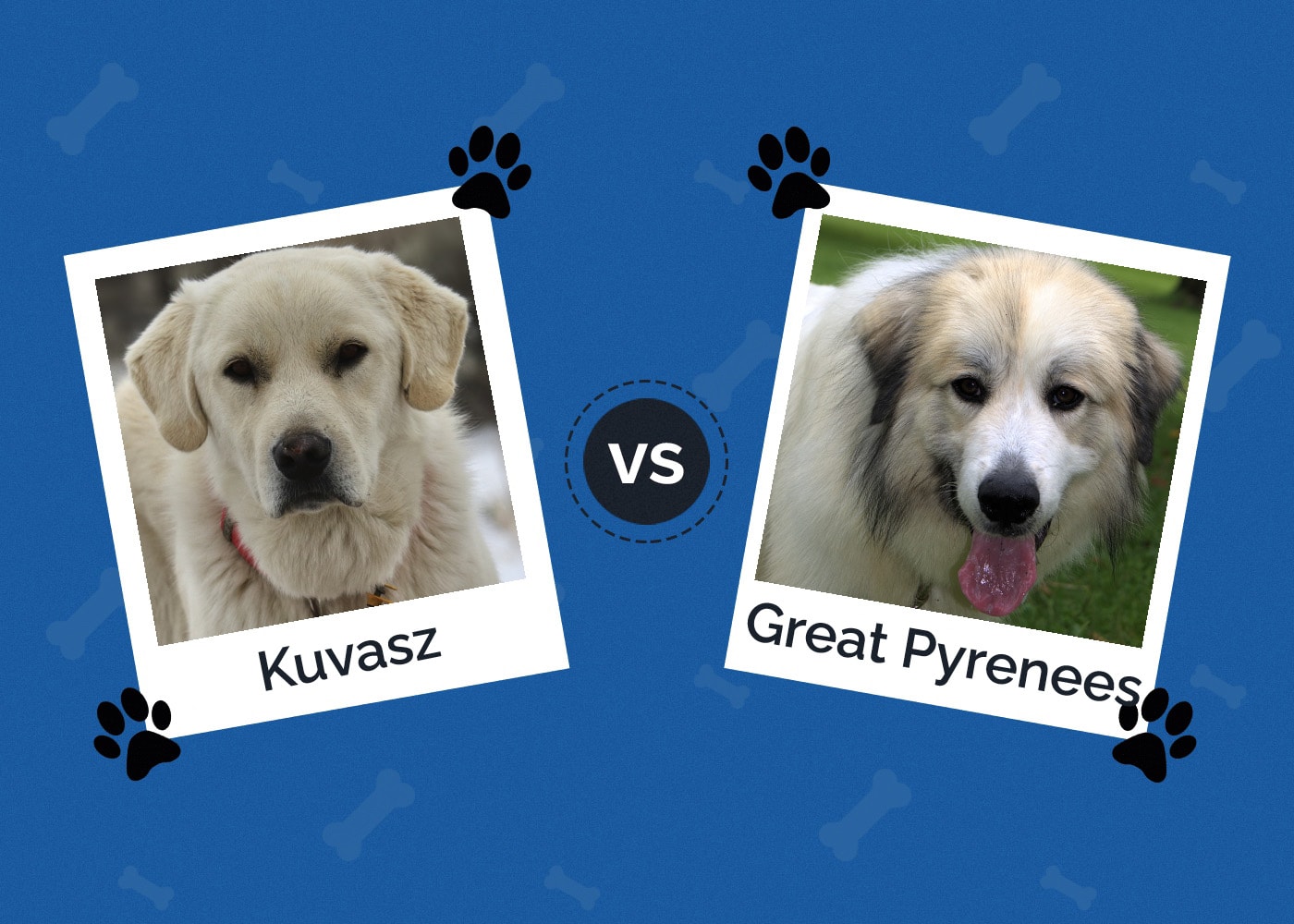 Kuvasz vs Great Pyrenees