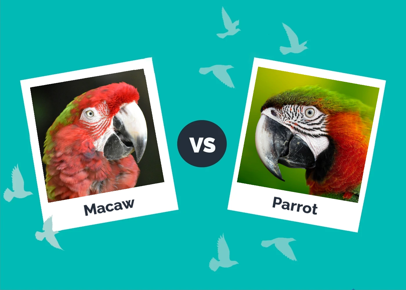 Macaw vs Parrot - Featured Image