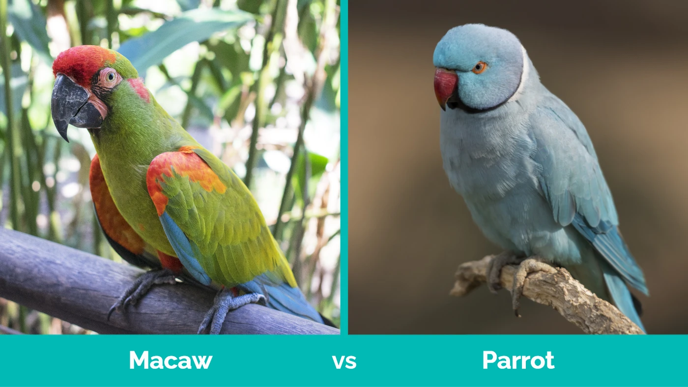 Macaw vs Parrot - Visual Differences