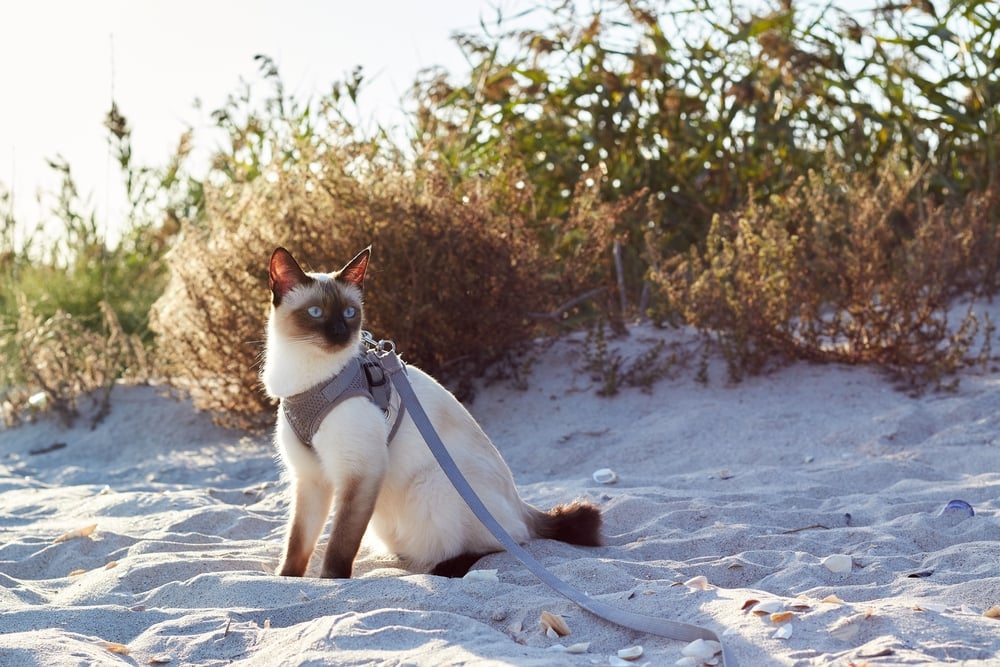 Mekong bobtail cat in a harness sitting in the sand