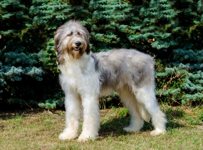 Mioritic Sheepdog standing on grass