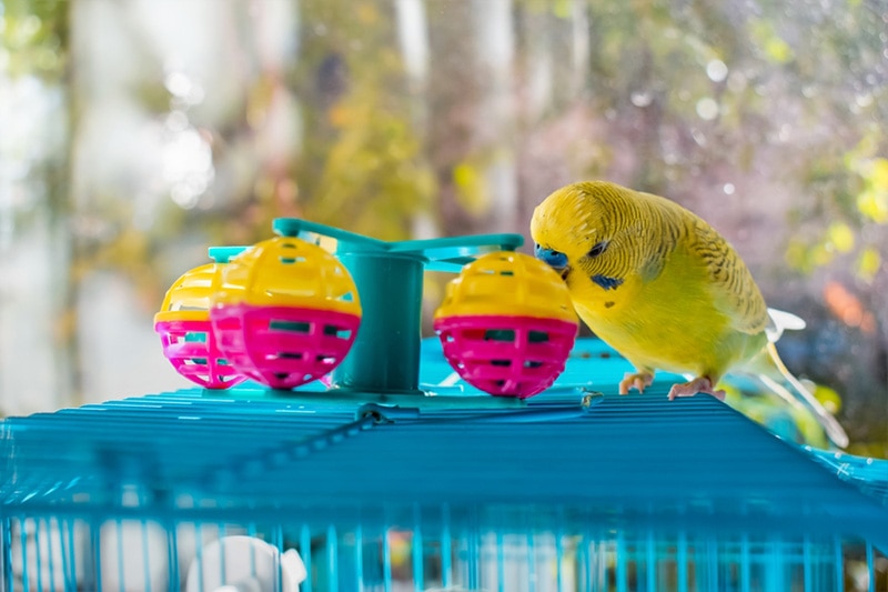 Parakeet playing toy