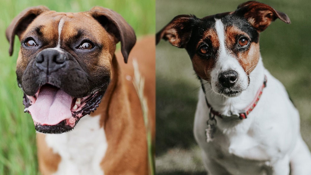 Parent Breeds of the Boxer Jack Russell Terrier Mix