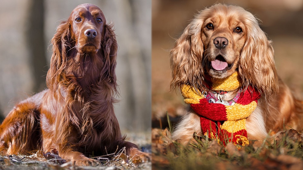 Parent Breeds of Irish Setter Cocker Spaniel