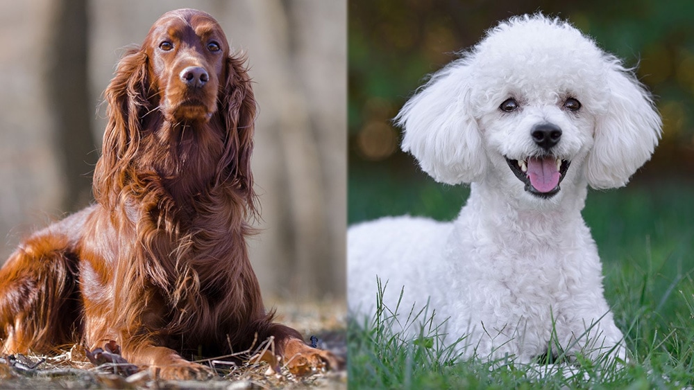 Parent Breeds of Mini Irish doodle