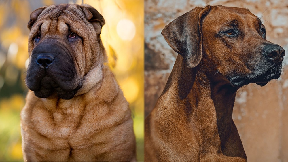 Parent Breeds of the Shar Pei Rhodesian Ridgeback Mix