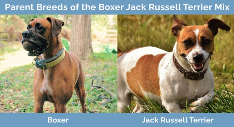 Boxer Jack Russell Terrier Mix: Info, Pictures, Care Guide & Traits