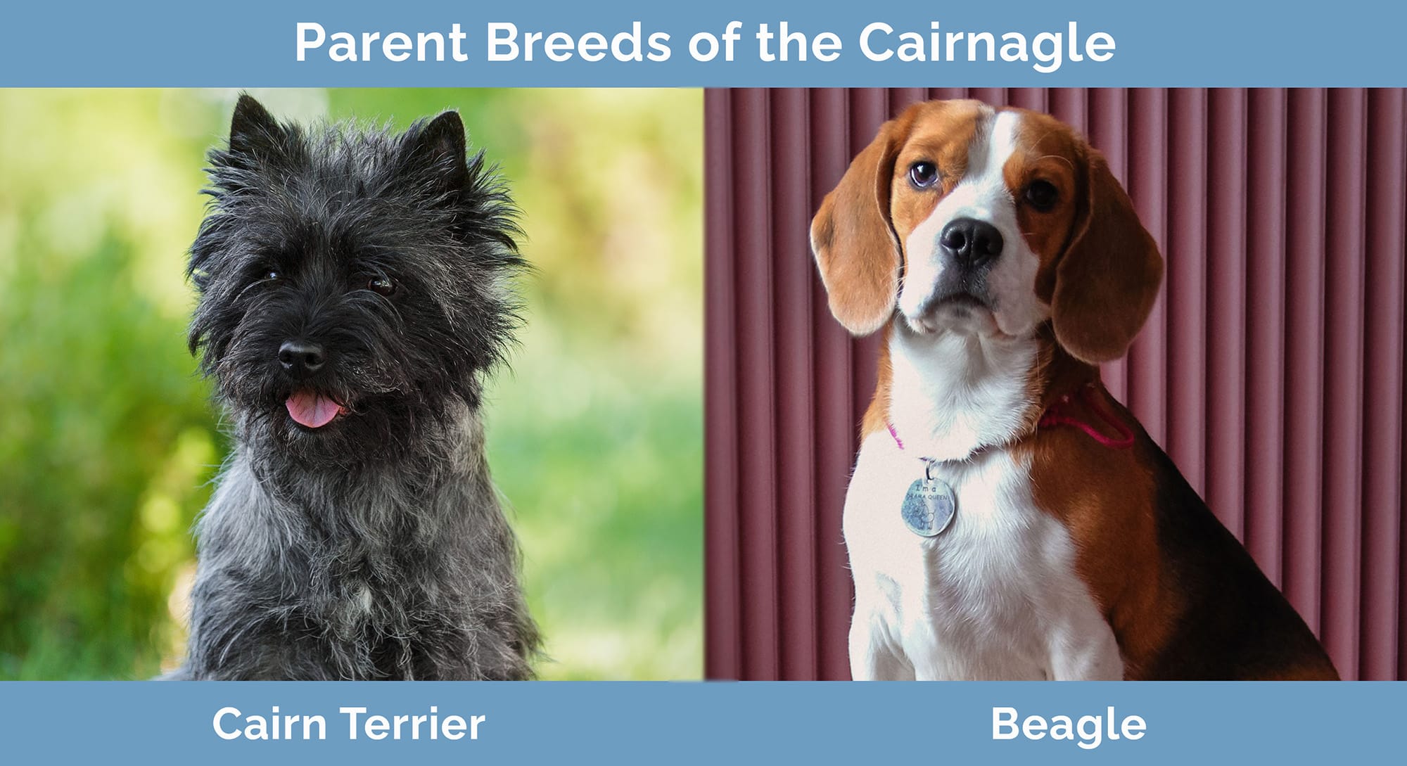 Parent Breeds of the Cairnagle