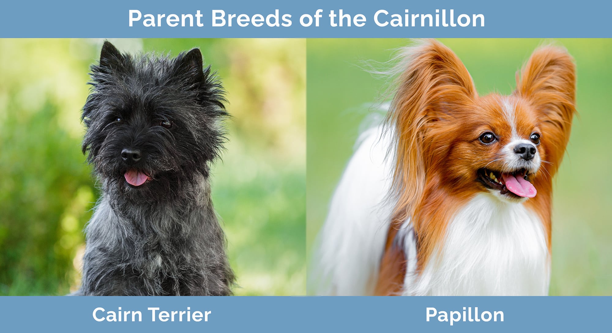 Parent Breeds of the Cairnillon