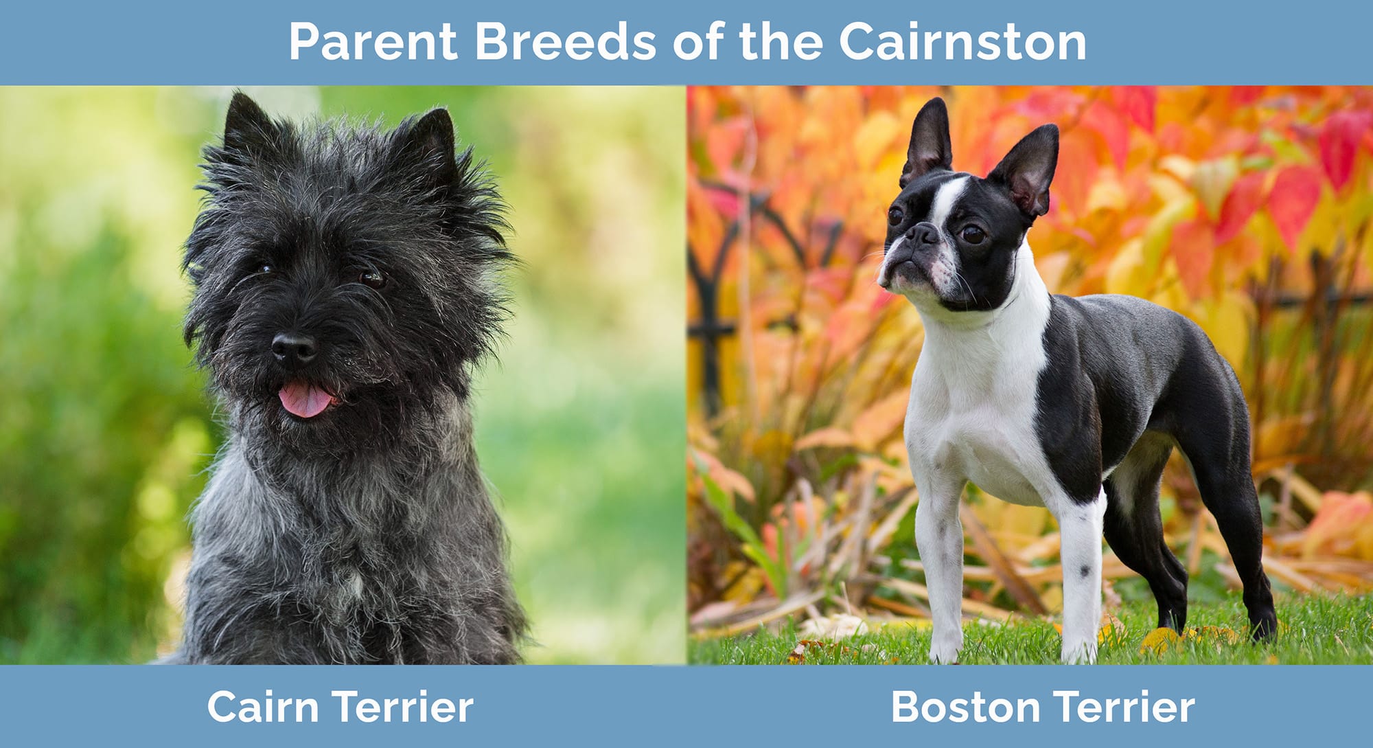 Parent Breeds of the Cairnston