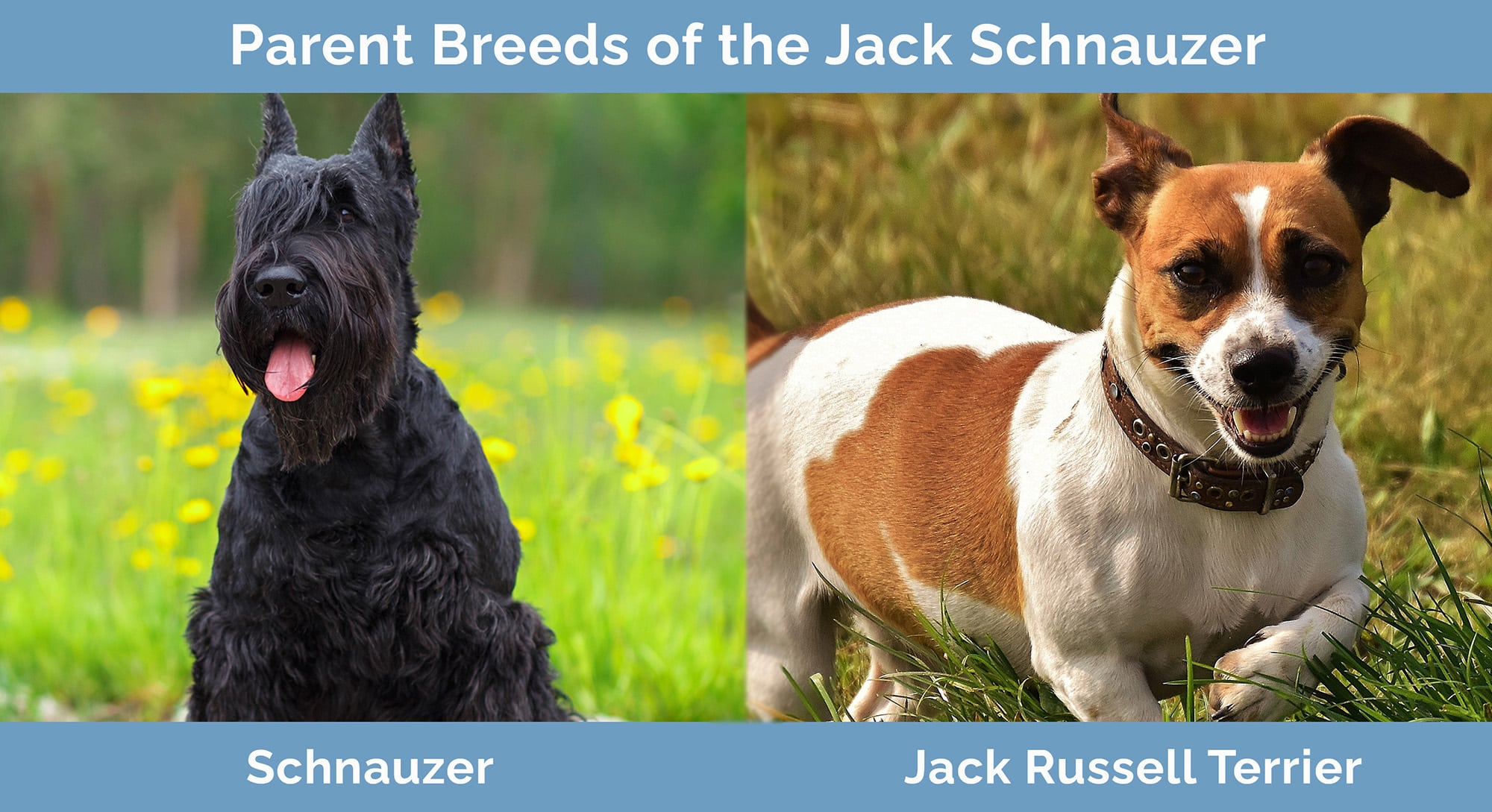Schnauzer Jack Russell Terrier Mix Pictures, Care Guide, Temperament