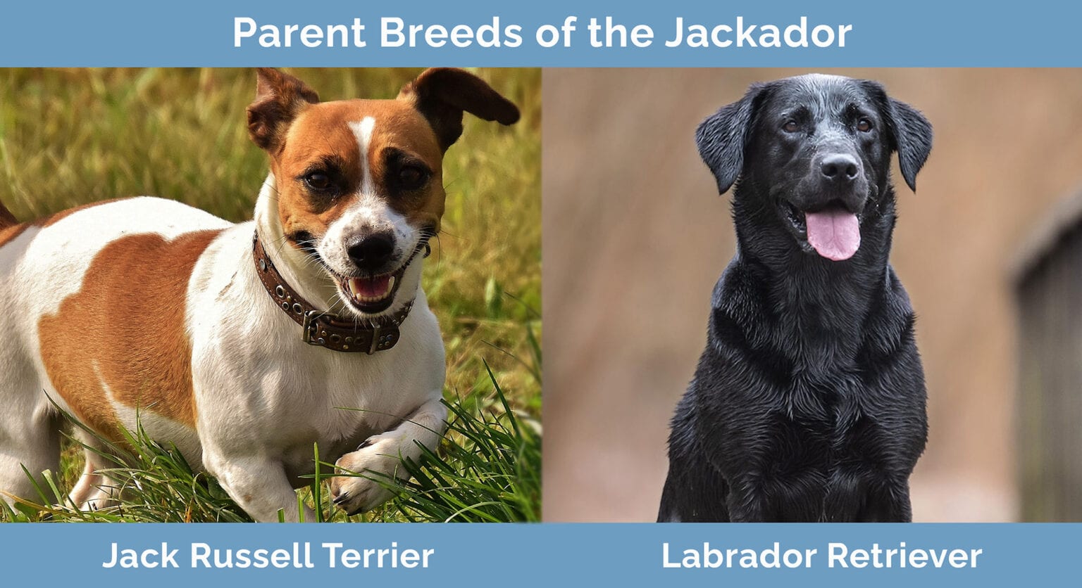 Jackador (Jack Russell Terrier Lab Mix) Info, Pictures, Care Guide, Temperament & Traits Hepper
