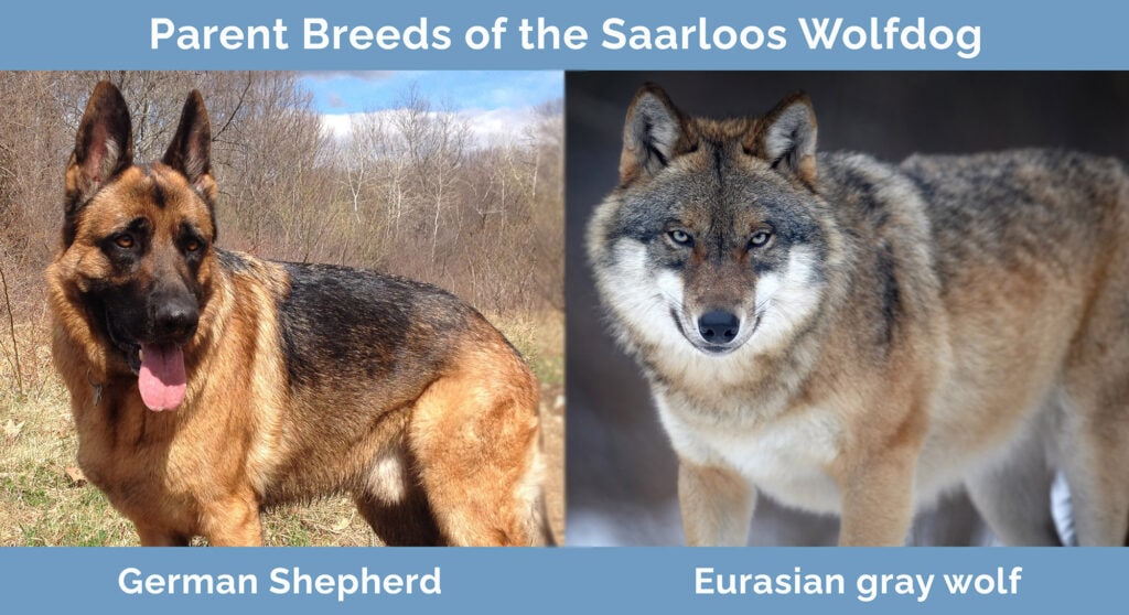 Parent Breeds of the Saarloos Wolfdog
