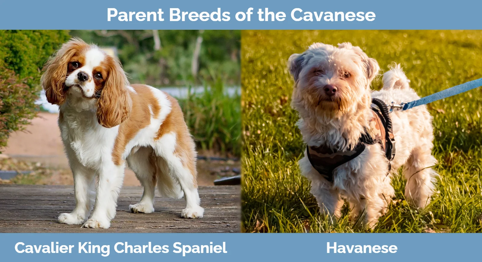 Cavalier king charles spaniel havanese 2024 mix