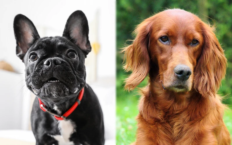 Parent breeds of the Irish Bostetter (Boston Terrier Irish Setter Mix) - Featured Image