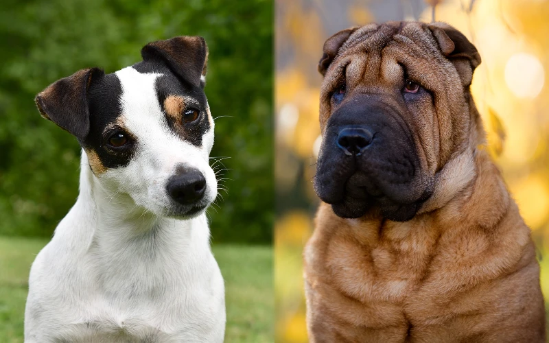 Parent breeds of the Rus-a-Pei (Jack Russell Shar Pei Mix)