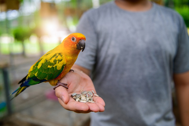 Parrot eating dry sunflower seeds