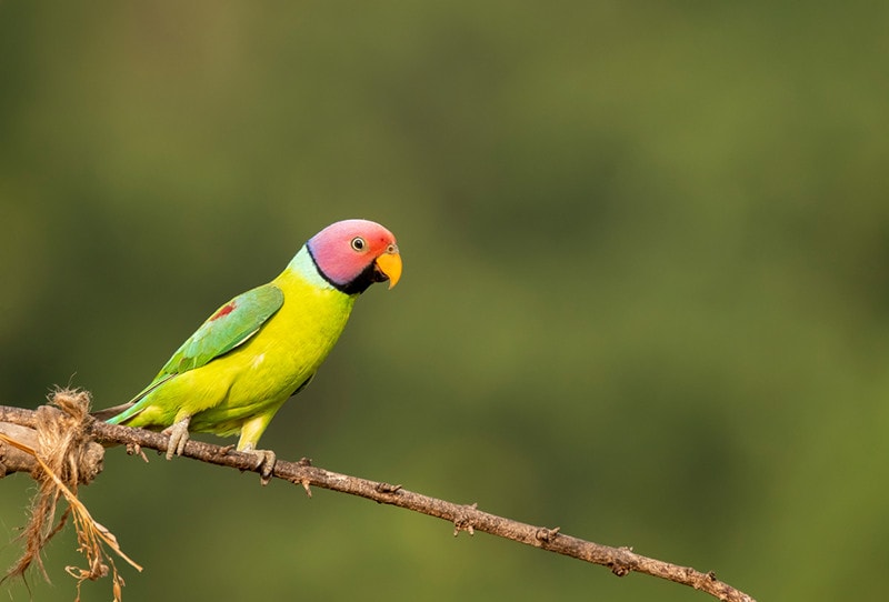 Plum-Headed Parakeet