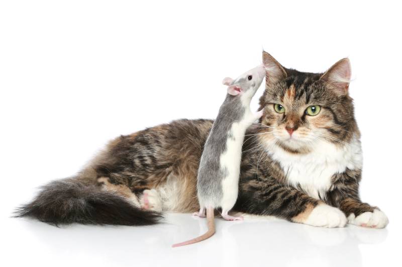 Rat whispered to the cat in ear