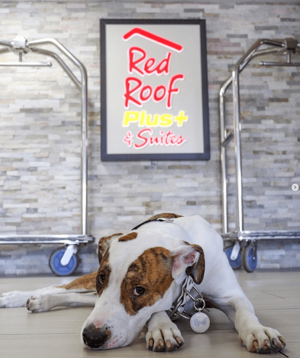 10 PetFriendly Hotels in Valdosta, GA (2024 Guide) Hepper