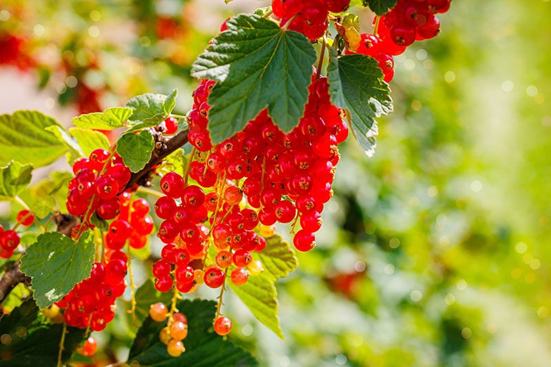 Red currant berries grow in sunny garden