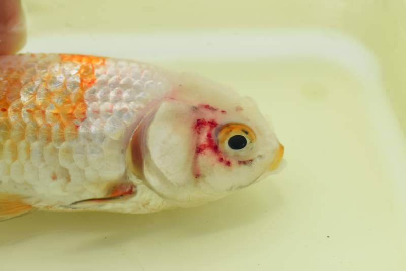 Red spots on head of lionhead goldfish due to ammonia poisoning