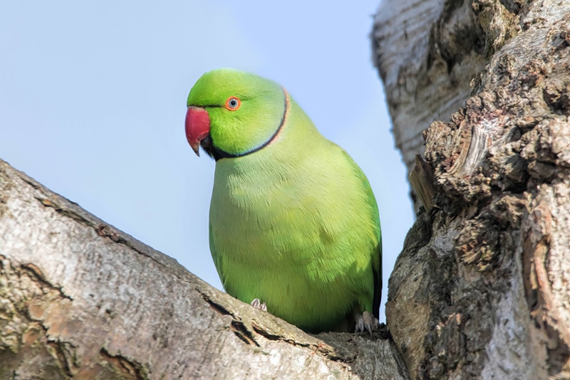 Rose-Ringed Parakeet in tree