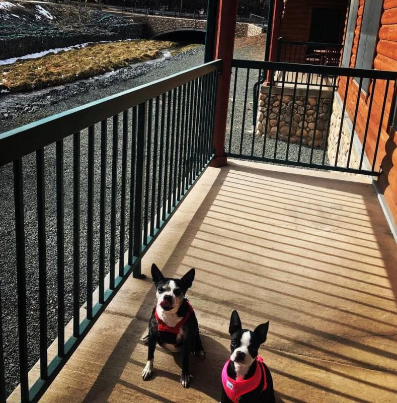 10 PetPleasant Resorts in Ruidoso, NM (2024 Information) beautifulpets