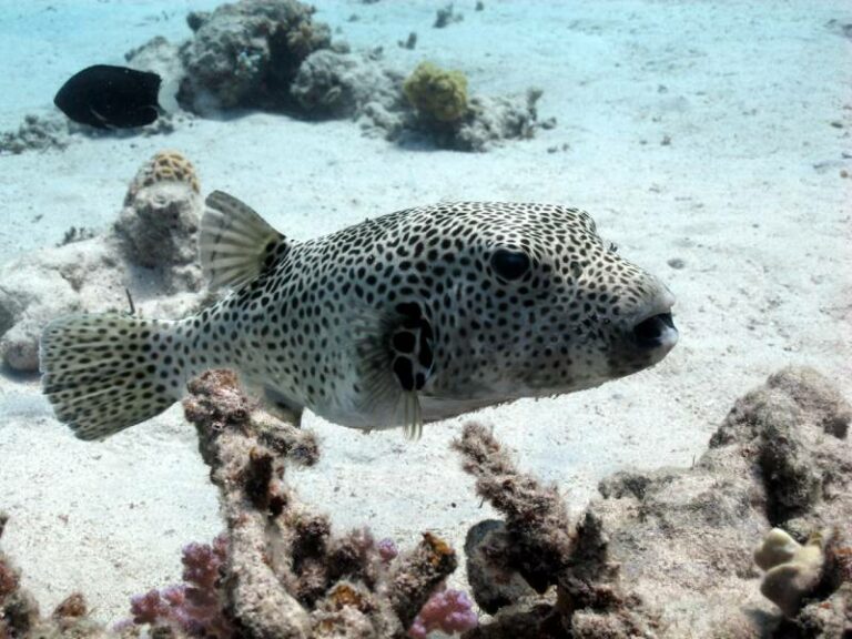 8 Types of Saltwater Puffer Fish: Info, Pictures, Facts & History | Hepper