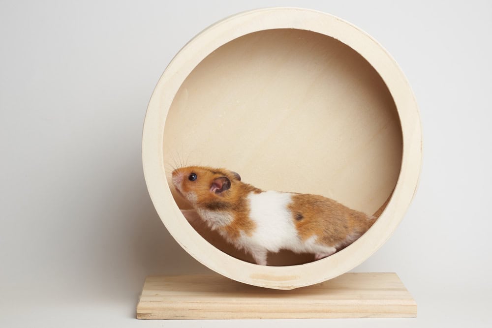 Syrian hamster play with an hamster wheel white background