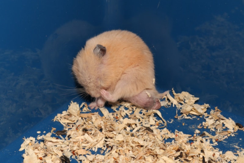 Syrian hamster scratching in the corner