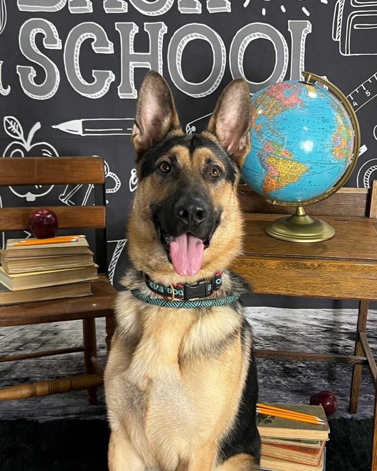 3 Indoor Dog Parks in CT You Can Visit in 2024 Hepper