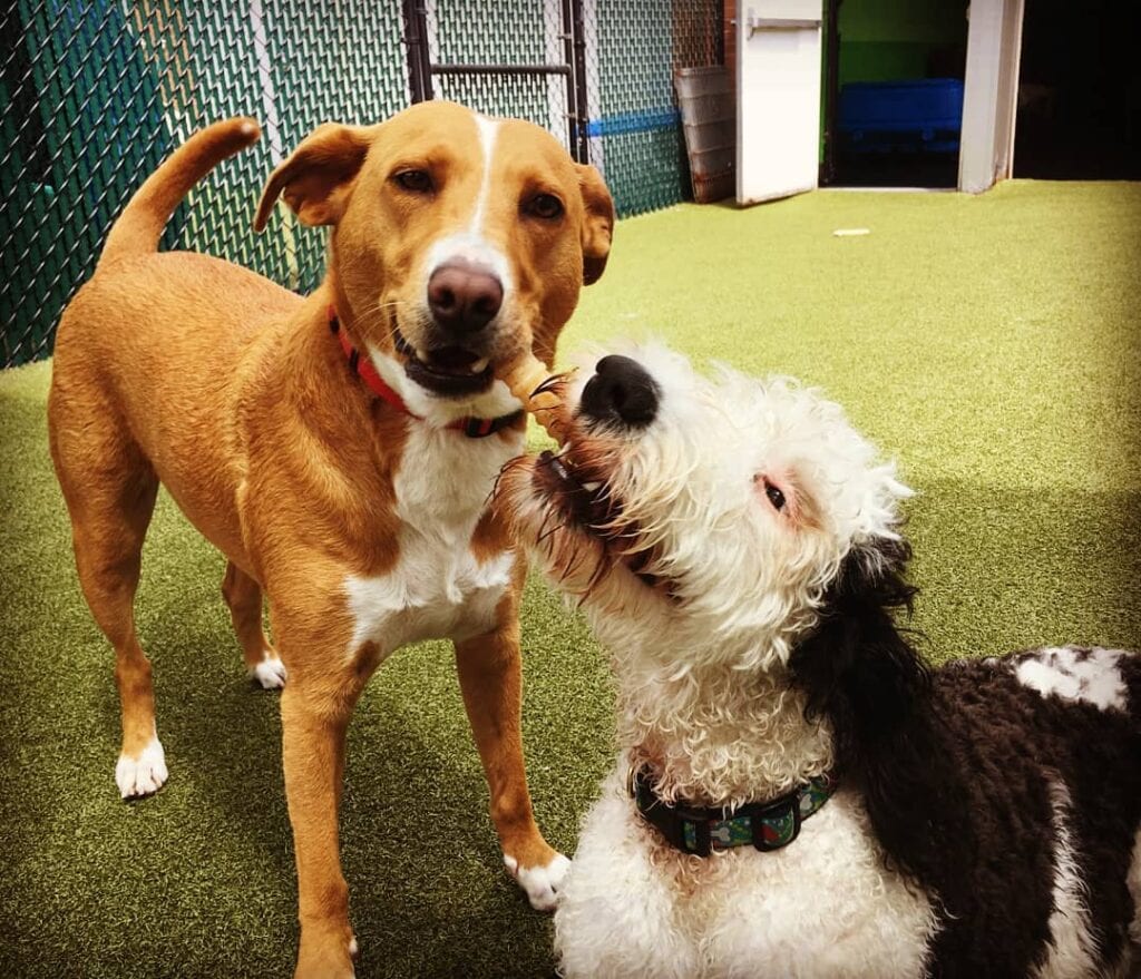 3 Indoor Dog Parks in CT You Can Visit in 2024 Hepper