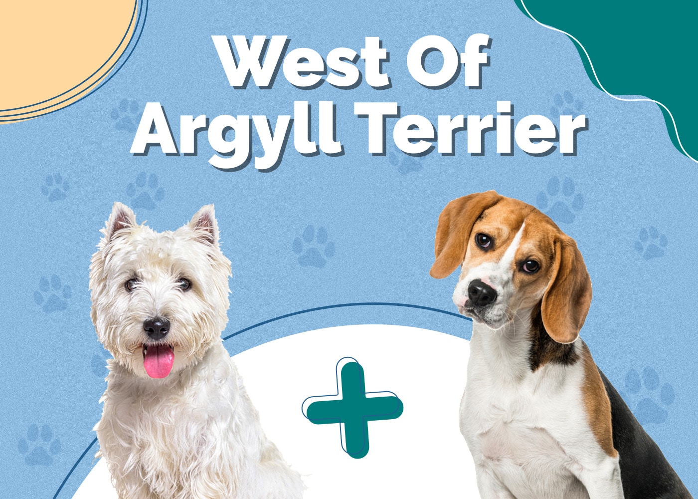 West Of Argyll Terrier