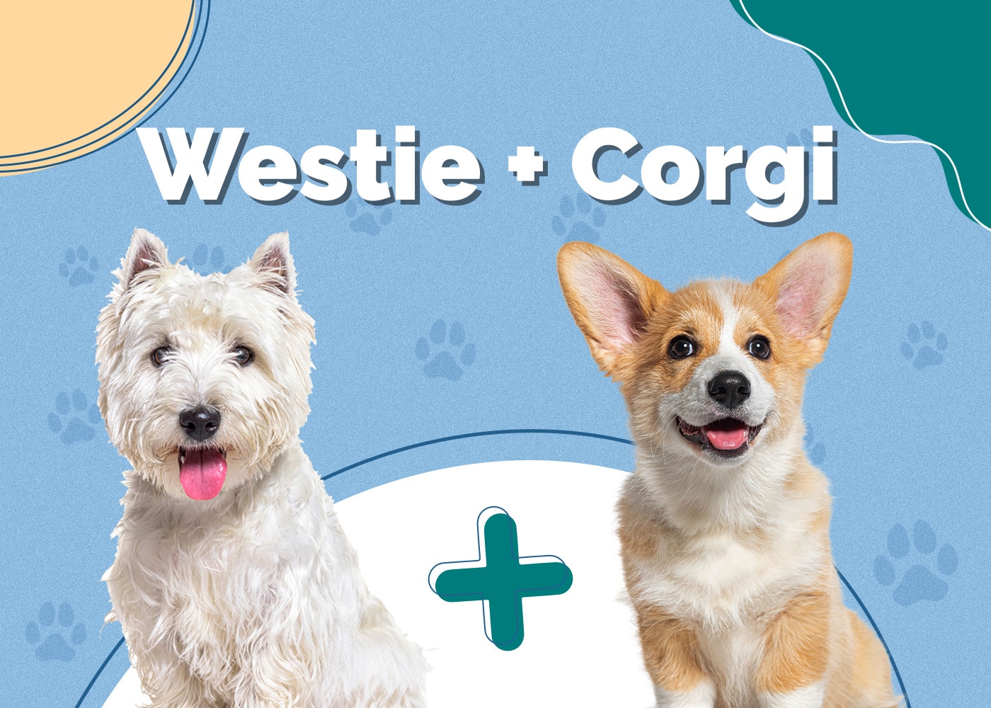 westie corgi mix dog breed